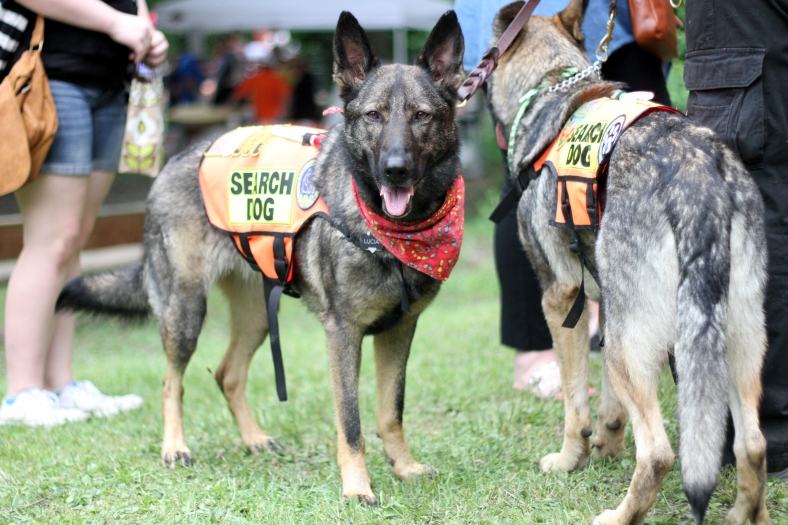 Nikos Frazier | The Vindicator Lucia, a search and rescue dog from K-9 S.O.S., looks around at the Friends of the Mahoning River fifth annual Riverfest.